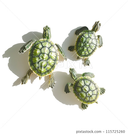 Watercolor illustration of a green slider turtle on white background 115725260
