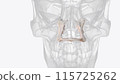 The palatine bone is a paired, L-shaped facial bone that makes up a portion of the nasal cavity and palate 115725262