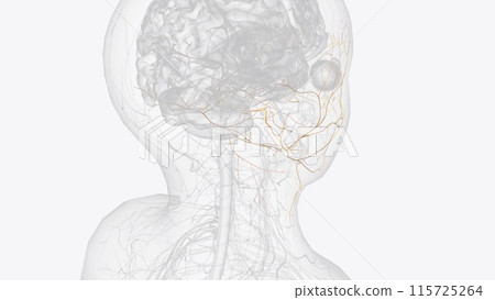The abducens nerve is the sixth cranial nerve (CN VI). It is, along with the oculomotor nerve (CN III) and the trochlear nerve 115725264