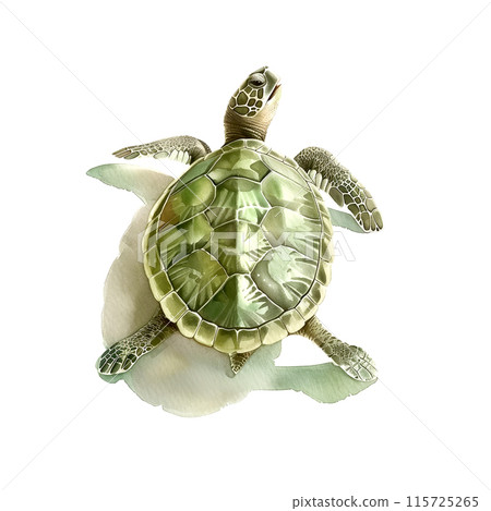 Watercolor illustration of a green slider turtle on white background 115725265
