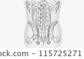 Articular cartilage of vertebral column 115725271