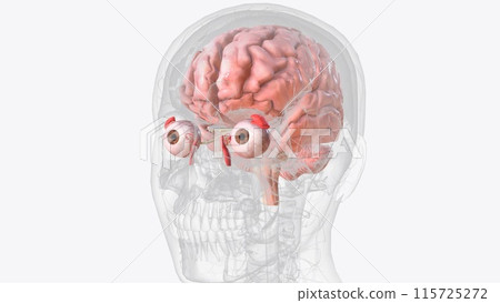 The brain is the largest cluster of neurons in the body The brain is the largest cluster of neurons in the body 115725272
