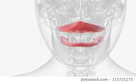 The gingiva (gums) are found in the oral cavity of humans surrounding part of their teeth 115725273