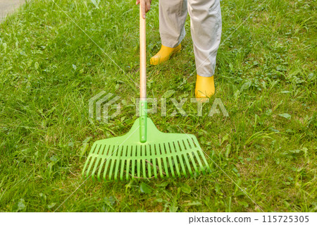 Raking leaves. Female is raking leaves with a rake. Picture of elderly woman gardener working with tools in the garden 115725305