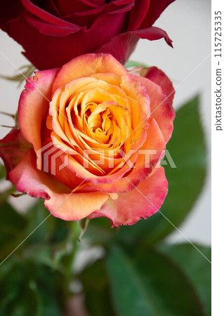Gradation color rose 115725335