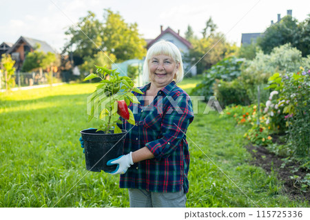 Farmer 50s senior woman holds green red pepper seedlings in her hands. Planting green pepper seedling in garden bio farming. High quality photo Farmer 50s senior woman holds green red pepper seedlings in her hands. Planting green pepper seedling in garden bio farming. High quality photo 115725336