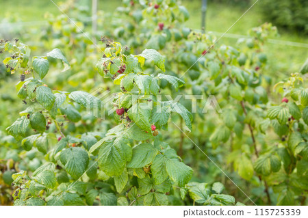 close up of branch of ripe raspberries in a garden 115725339