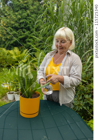 Closeup view of elderly woman watering flower plant outdoors. Pretty female taking care of garden. Watering flowers from watering can in summer time. Free time hobbies for seniors.  115725340