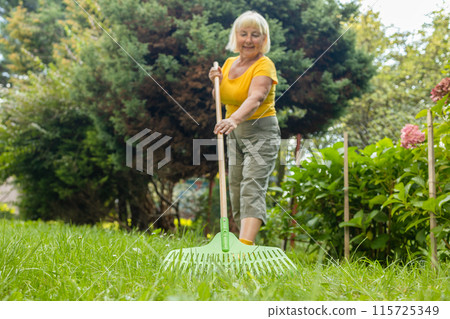 Raking leaves. Female is raking leaves with a rake. Picture of elderly woman gardener working with tools in the garden Raking leaves. Female is raking leaves with a rake. Picture of elderly woman gardener working with tools in the garden 115725349