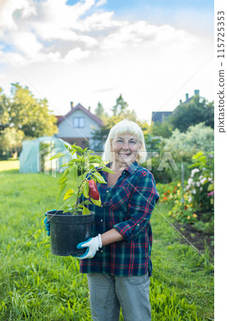 Farmer 50s senior woman holds green red pepper seedlings in her hands. Planting green pepper seedling in garden bio farming. High quality photo Farmer 50s senior woman holds green red pepper seedlings in her hands. Planting green pepper seedling in garden bio farming. High quality photo 115725353
