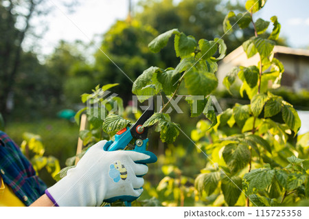 Pruning raspberry bushes. Autumn garden work. Gloved hands 115725358