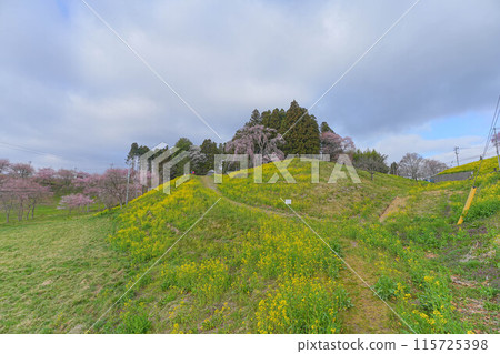 Cherry blossoms of the battlefield Cherry blossoms of the battlefield 115725398