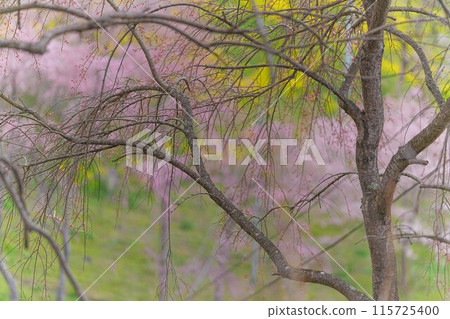 Cherry blossoms of the battlefield Cherry blossoms of the battlefield 115725400