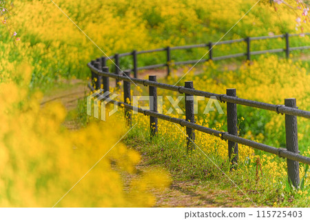Rape blossoms 115725403