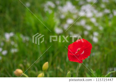 Bright red petals on a green background Bright red petals on a green background 115725447