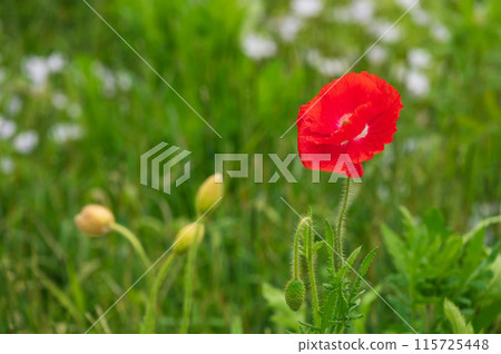 Bright red petals on a green background Bright red petals on a green background 115725448