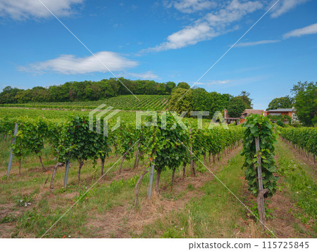 Vineyards with grapevine for wine production near a winery along styrian wine road, Austria Europe Vineyards with grapevine for wine production near a winery along styrian wine road, Austria Europe 115725845