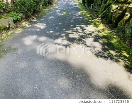 Sunlight filtering through the trees 115725856