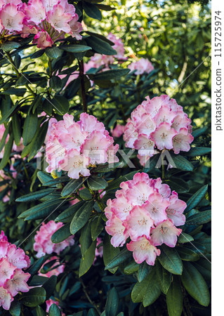 Delicate Pink Rhododendron Blossoms Close-Up 115725974