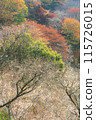Winter cherry blossoms and autumn leaves (vertical) 115726015