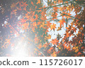 Autumn leaves shining in backlight 115726017