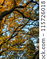 Autumn leaves on a tree (vertical) 115726018
