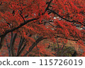 Bright red autumn leaves 115726019