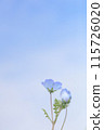 A single nemophila blooming in the blue sky (vertical) 115726020