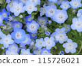 Nemophila field 115726021