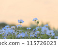 Nemophila in the sunset 115726023