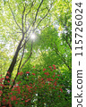 Fresh green trees and mountain azalea (vertical) 115726024