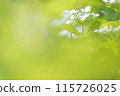Green blur and hydrangea 115726025
