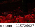 Cluster amaryllis floating in the dark 115726027