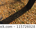 Carpet of fallen leaves 115726028