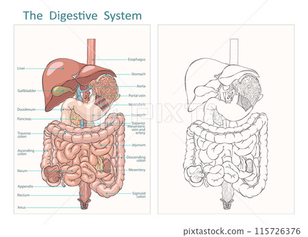 Internal human digestive system outline and flat vector illustration. Gastrointestinal tract. Vector digestive system liver esophagus stomach pancreas gallbladder duodenum appendix intestine. 115726376