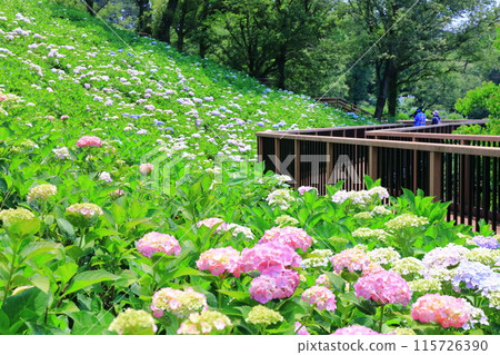 [香川縣] 雨季的國立贊岐萬王公園（繡球花） 115726390