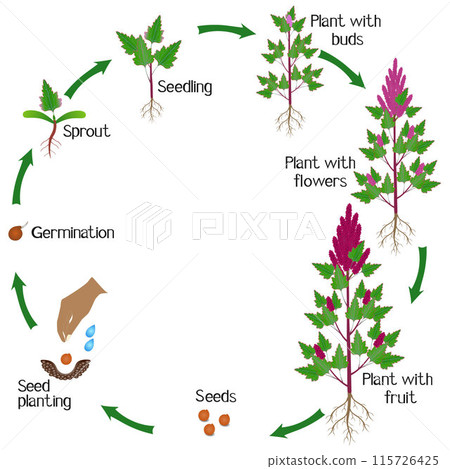 A growth cycle of a quinoa plant on a white background. A growth cycle of a quinoa plant on a white background. 115726425
