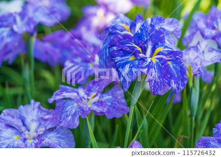 Iris flowers in full bloom at Aburagabuchi Amusement Park (Hekinan City, Aichi Prefecture) 115726432