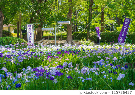 油淵遊樂園、鳶尾花盛開（愛知縣碧南市） 115726437