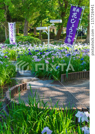 油淵遊樂園、鳶尾花盛開（愛知縣碧南市） 115726441