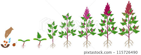 Cycle of growth of a quinoa plant on a white background. 115726490