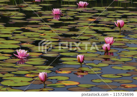 Water lilies (water lilies) Takayama City Kiyomi Town Otani Weeping Park 2024 Water lilies (water lilies) Takayama City Kiyomi Town Otani Weeping Park 2024 115726696