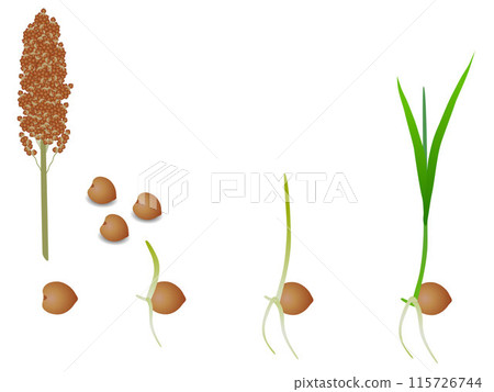 Sequence of sorghum plant growing isolated on white. 115726744