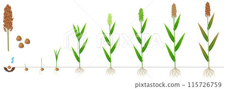 Cycle of growth of a sorghum plant on a white background. 115726759