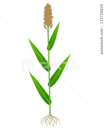 Sorghum plant with roots isolated on white background. Sorghum plant with roots isolated on white background. 115726820