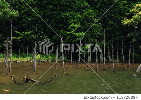 Skeleton Forest - Aokiri Carp Pond 1229 115726887