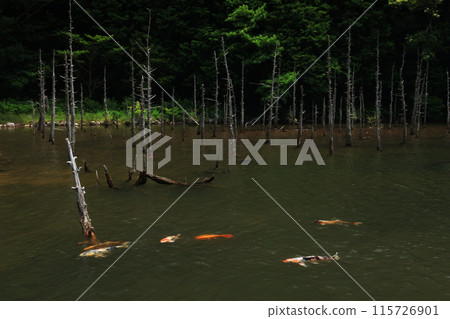 Skeleton Forest - Aokiri Carp Pond 1272 Skeleton Forest - Aokiri Carp Pond 1272 115726901