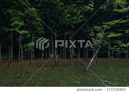 Skeleton Forest - Aokiri Carp Pond 1276 115726903