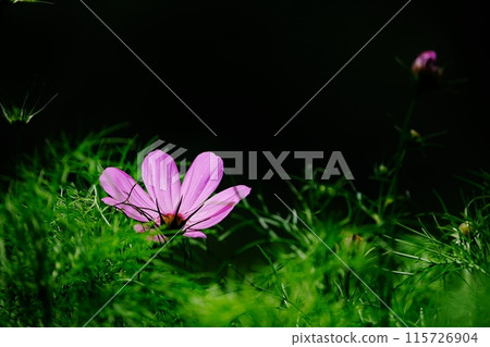A single cosmos flower brings about a refreshing feeling of autumn. 115726904