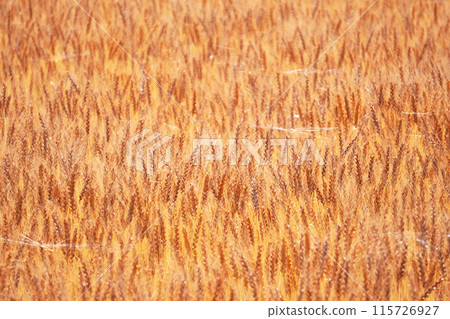 Golden barley field view 115726927